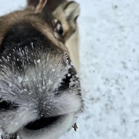 Louhi A Äkäslompolo